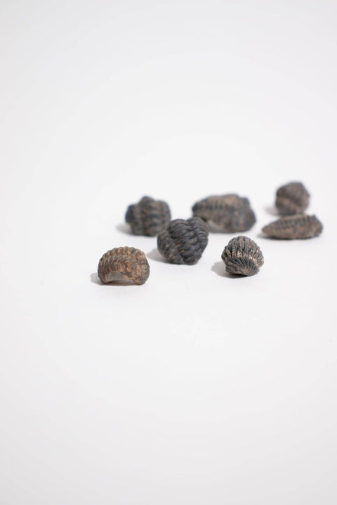 Mini Trilobites