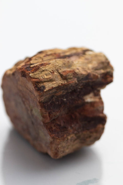 Petrified Wood