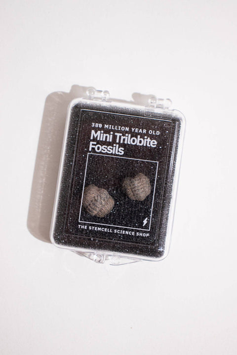 Mini Trilobites