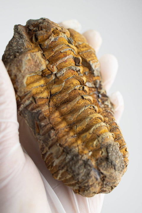 Trilobite Fossil: Medium (2-3")
