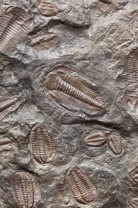 Trilobite Fossil: Medium (2-3")