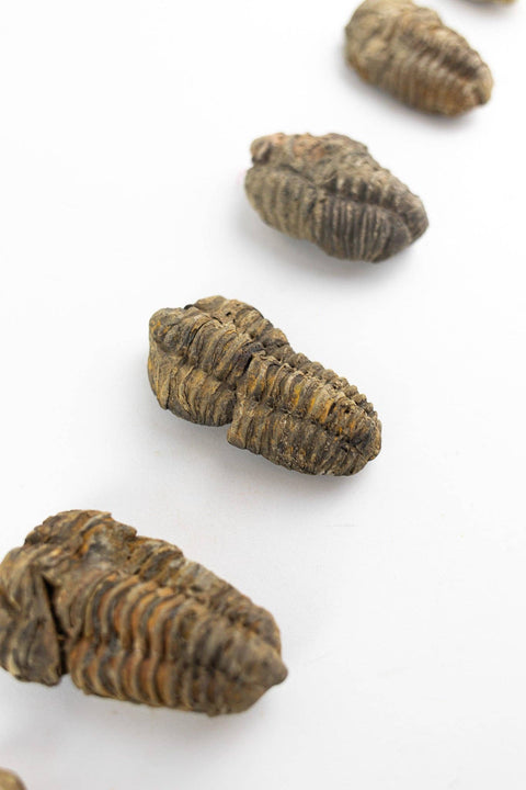 Trilobite Fossil: Medium (2-3")