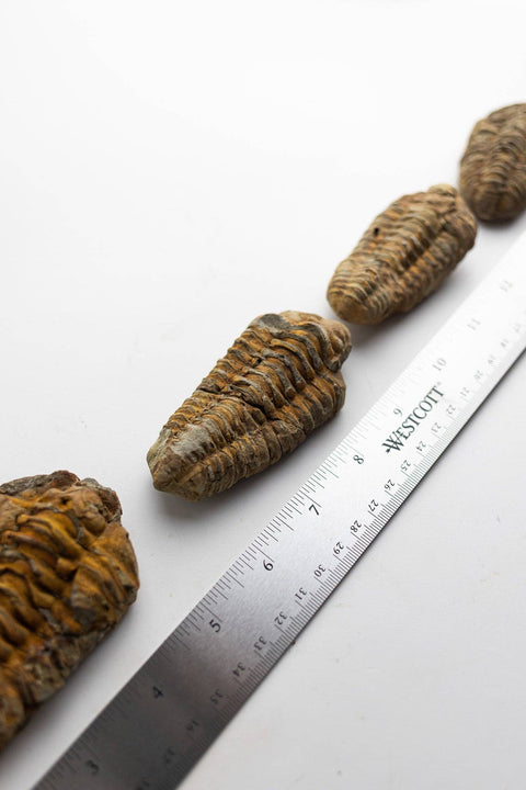 Trilobite Fossil: Medium (2-3")