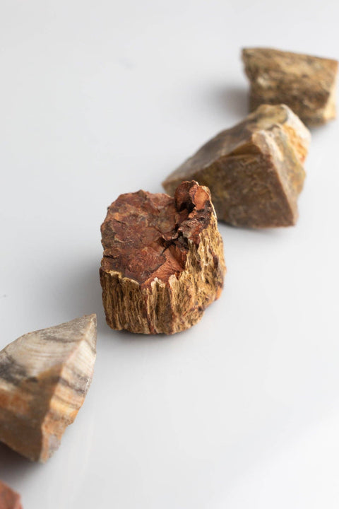 Petrified Wood