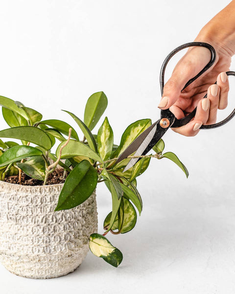 Black Metal Scissors | Vintage Inspired Shears: Medium 5 3/4"