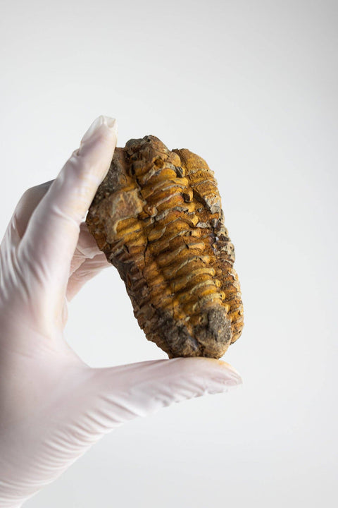 Trilobite Fossil: Medium (2-3")