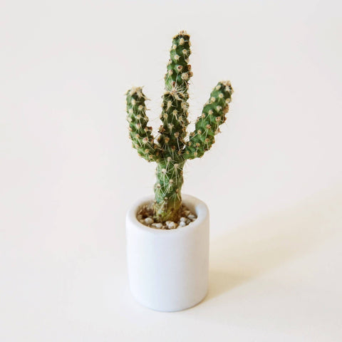 Tiny Pot - White