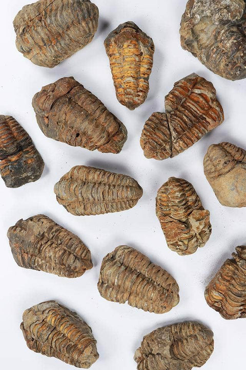 Trilobite Fossil: Medium (2-3")