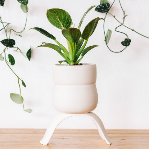 High Rise, Wiggle Planters: Small
