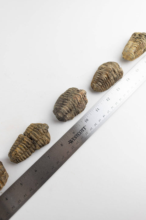 Trilobite Fossil: Medium (2-3")