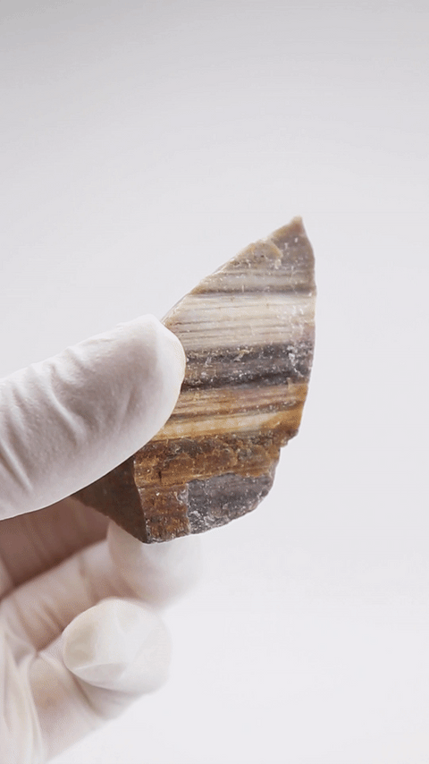 Petrified Wood