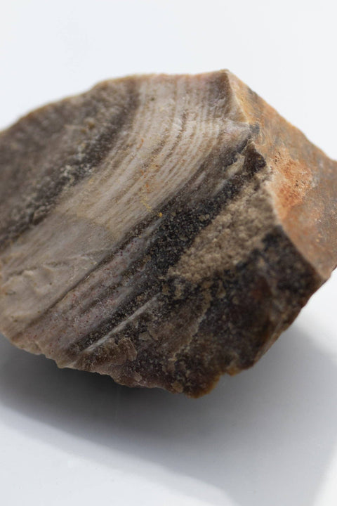 Petrified Wood