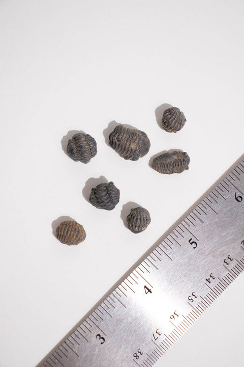 Mini Trilobites
