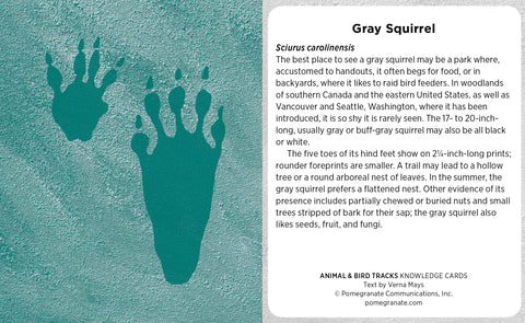 Animal & Bird Tracks: A Handy Reference for the Outdoor Detective Knowledge Cards