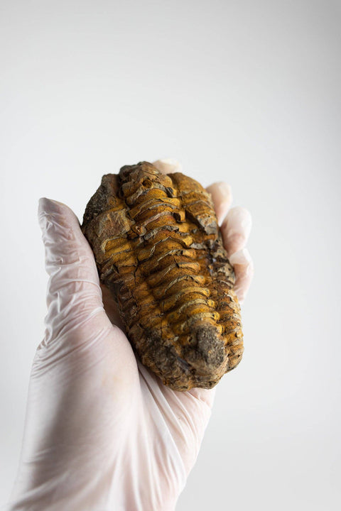 Trilobite Fossil: Medium (2-3")