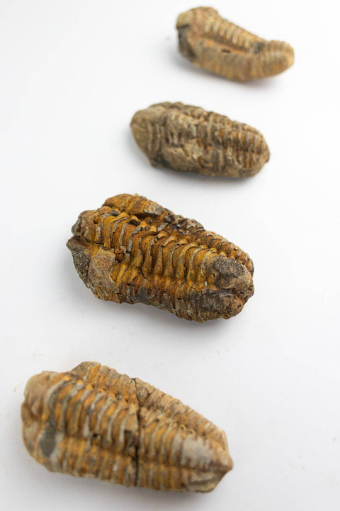 Trilobite Fossil: Medium (2-3")