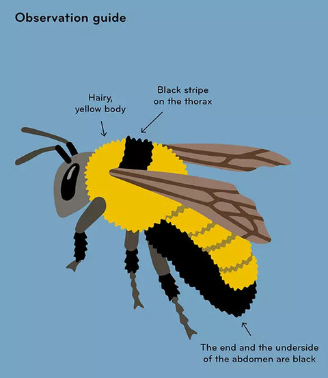 Insectorama