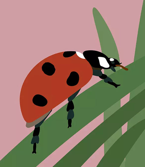 Insectorama