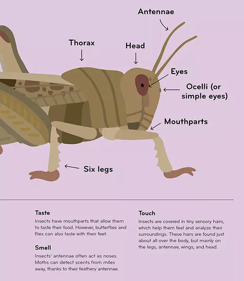 Insectorama