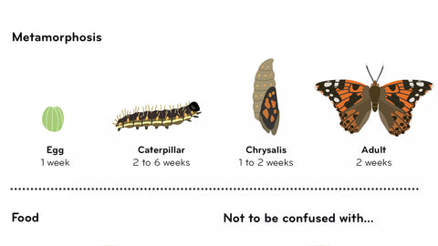 Insectorama