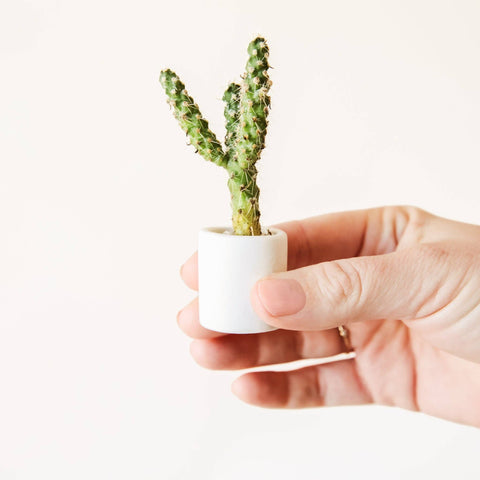 Tiny Pot - White