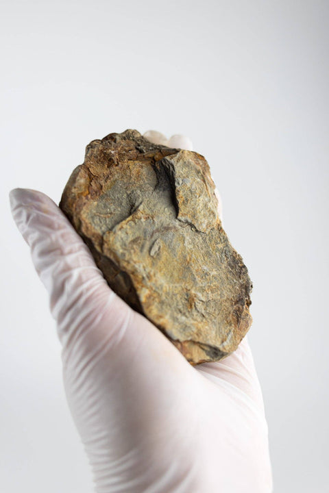 Trilobite Fossil: Medium (2-3")