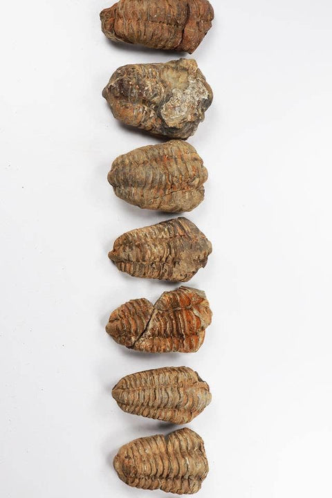 Trilobite Fossil: Medium (2-3")