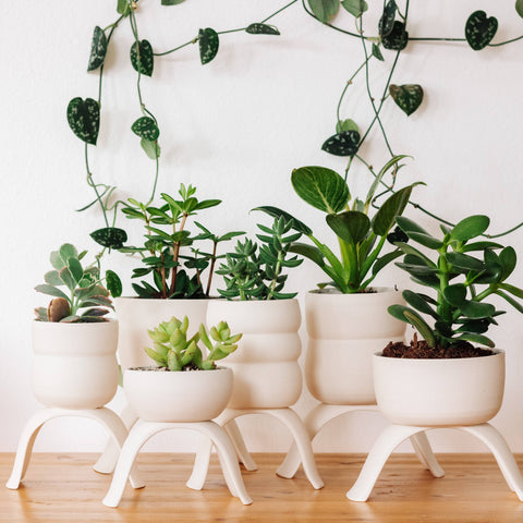 High Rise, Wiggle Planters: Small