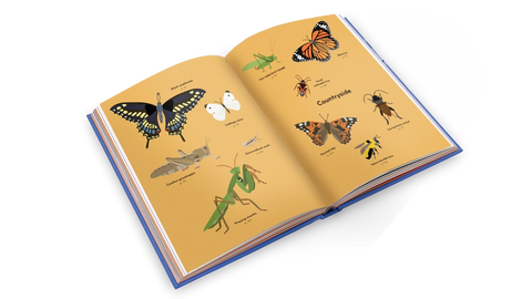 Insectorama