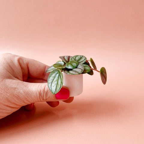 Tiny Pot - White
