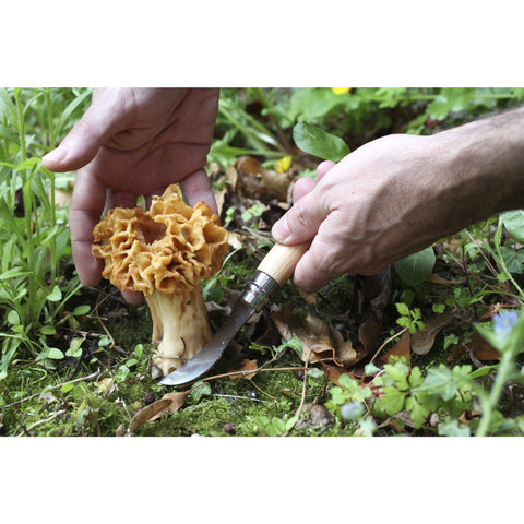 N°8 Mushroom Knife with Brush