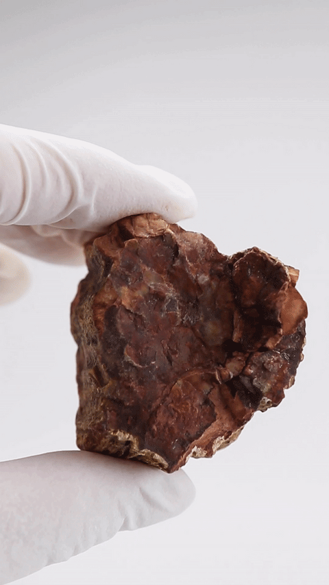 Petrified Wood