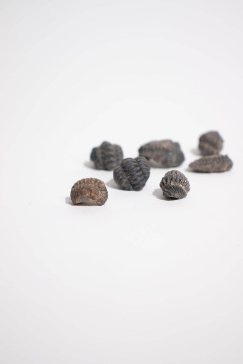Mini Trilobites