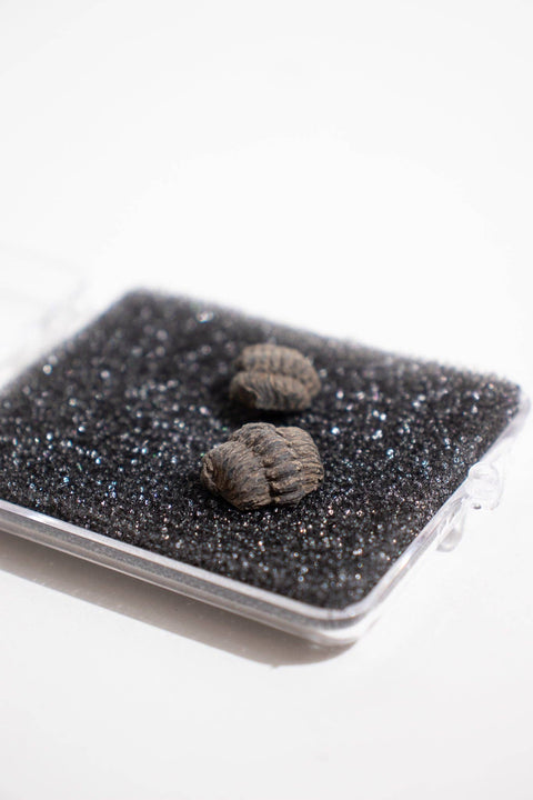 Mini Trilobites