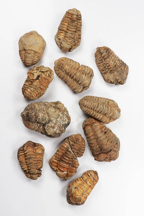Trilobite Fossil: Medium (2-3")