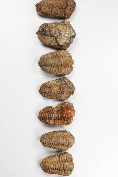 Trilobite Fossil: Medium (2-3")