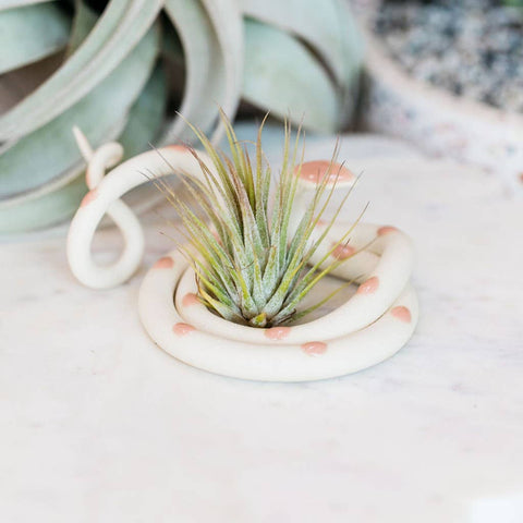 Medium Ceramic Snake: Selma / Without Plant